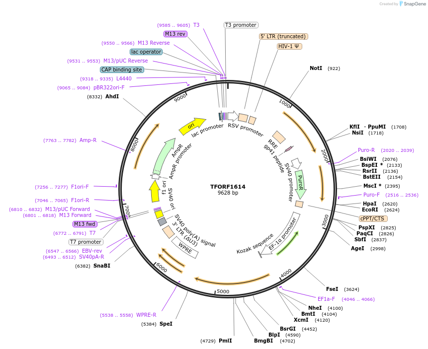 144188-plasmid-map-sequence-id-404077