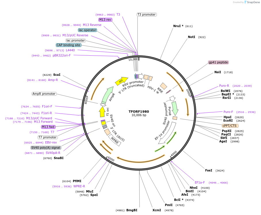 144203-plasmid-map-sequence-id-404079