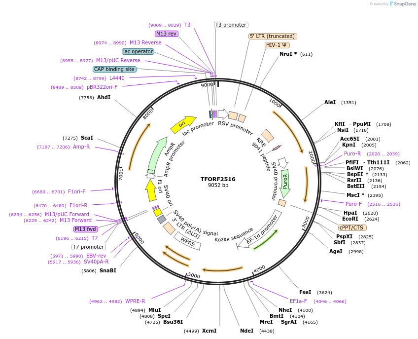 144208-plasmid-map-sequence-id-404086