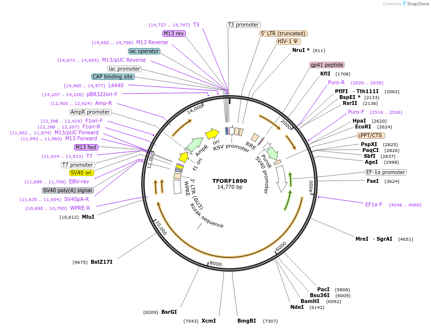 144198-plasmid-map-sequence-id-404089