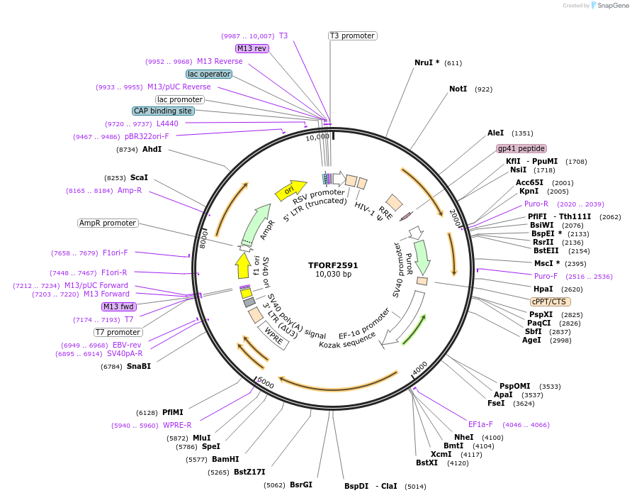 144211-plasmid-map-sequence-id-404097