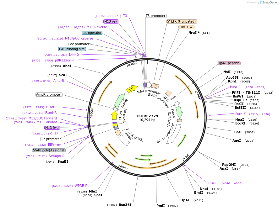 144224-plasmid-map-sequence-id-404098