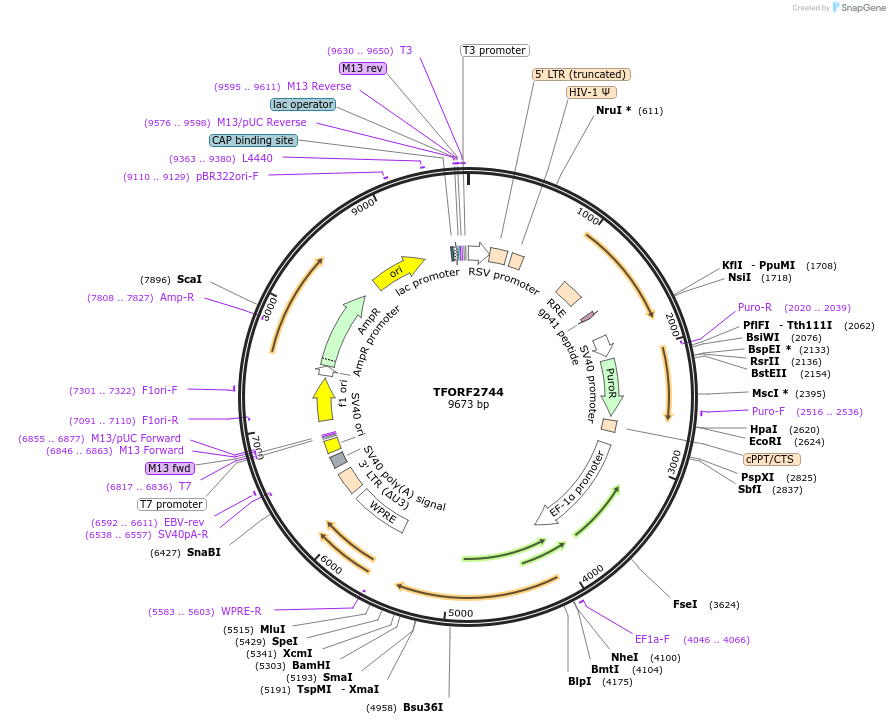 144225-plasmid-map-sequence-id-404099