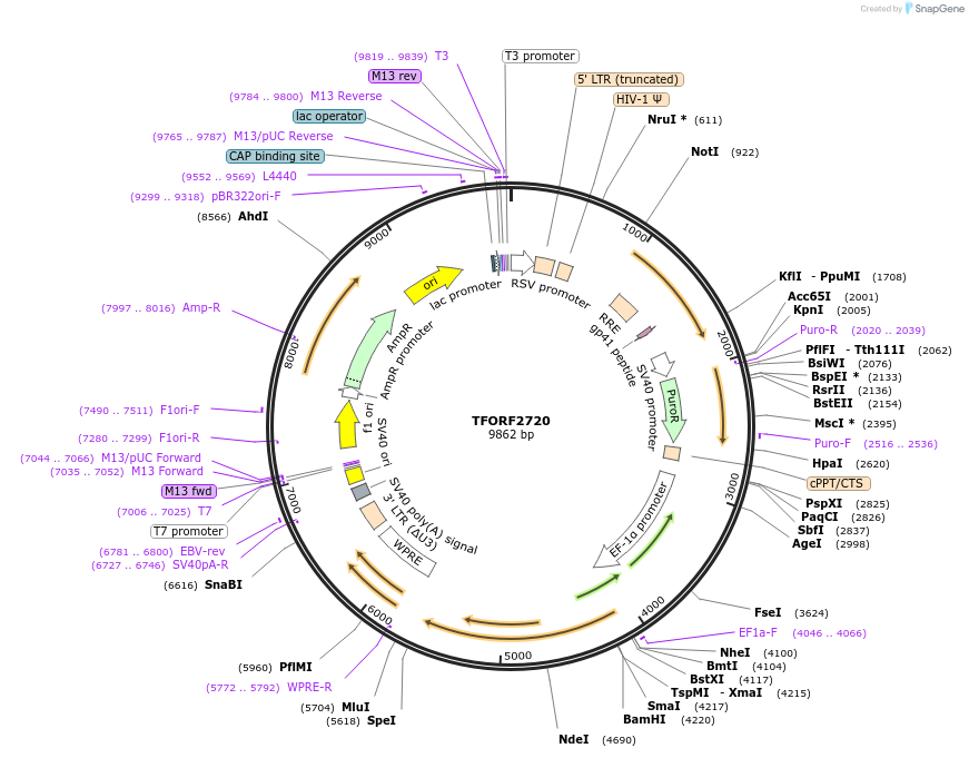 144219-plasmid-map-sequence-id-404105