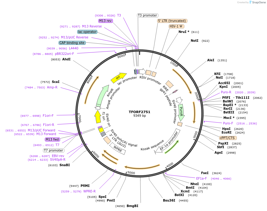 144227-plasmid-map-sequence-id-404108