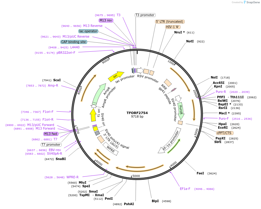 144230-plasmid-map-sequence-id-404110