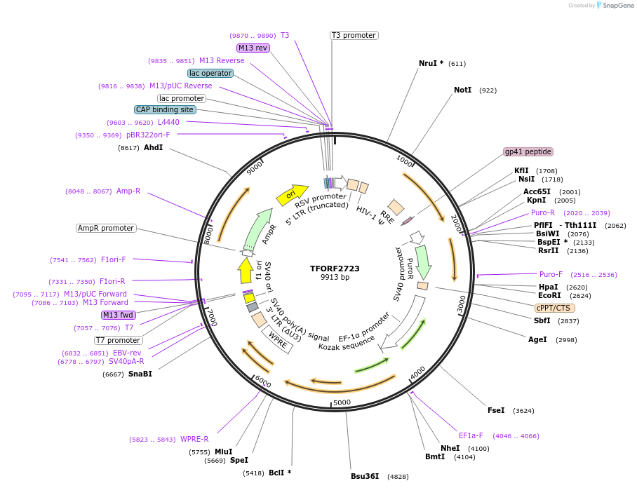144222-plasmid-map-sequence-id-404113