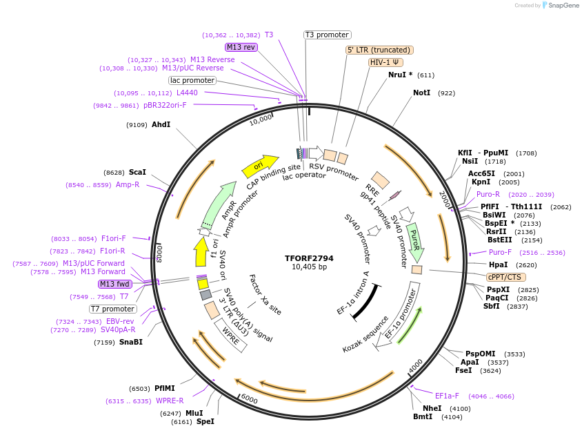 144239-plasmid-map-sequence-id-404120