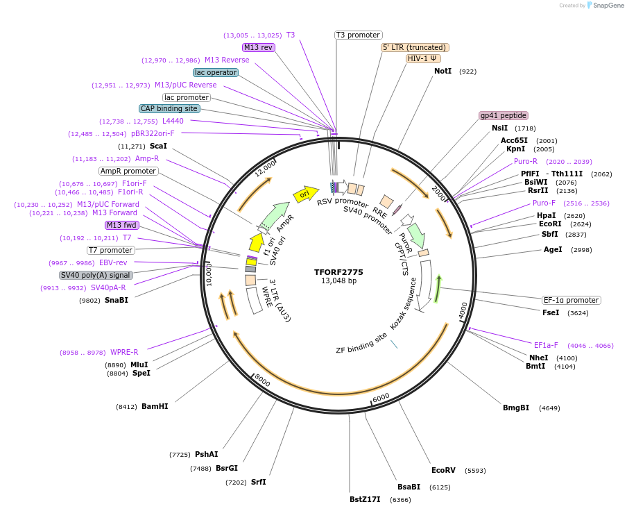 144234-plasmid-map-sequence-id-404121