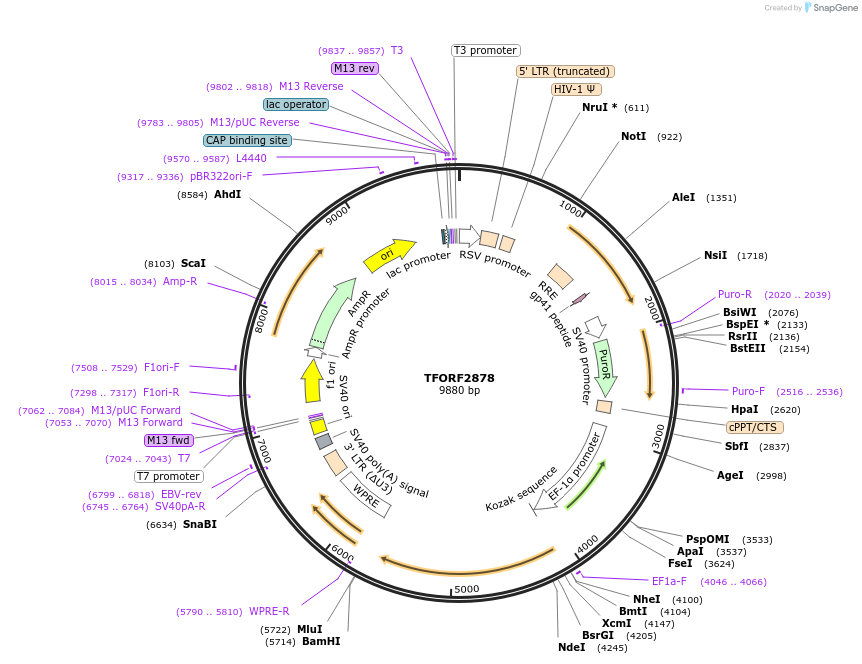 144252-plasmid-map-sequence-id-404132