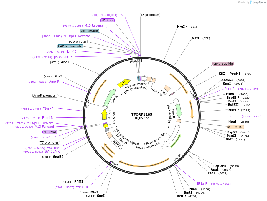144289-plasmid-map-sequence-id-404135