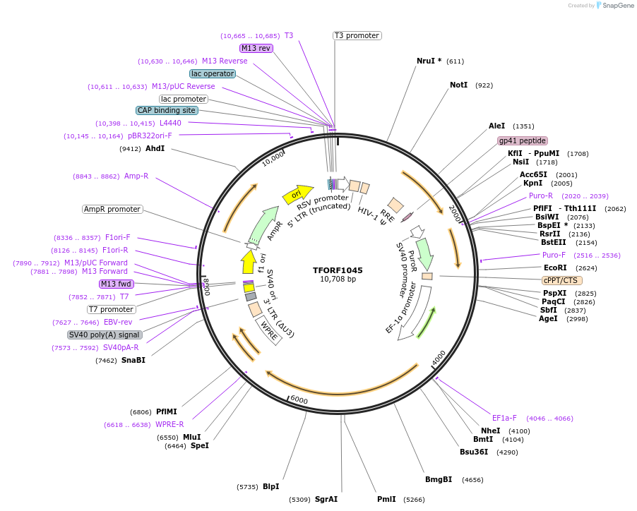 144270-plasmid-map-sequence-id-404136