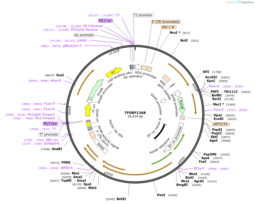 144288-plasmid-map-sequence-id-404138