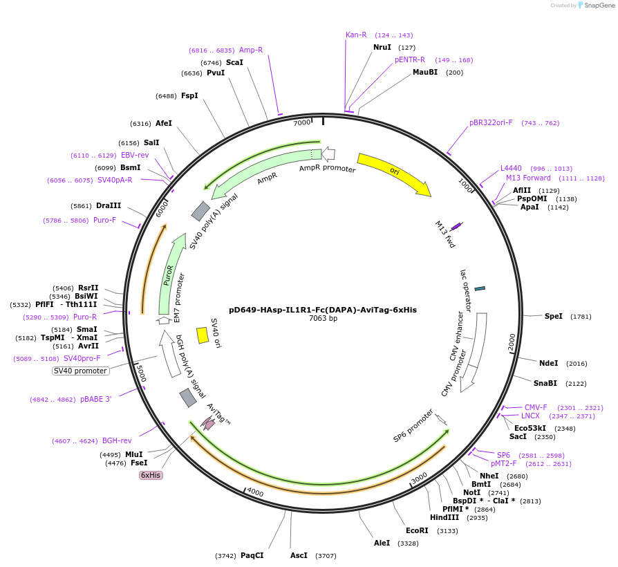 156756-plasmid-map-sequence-id-404140