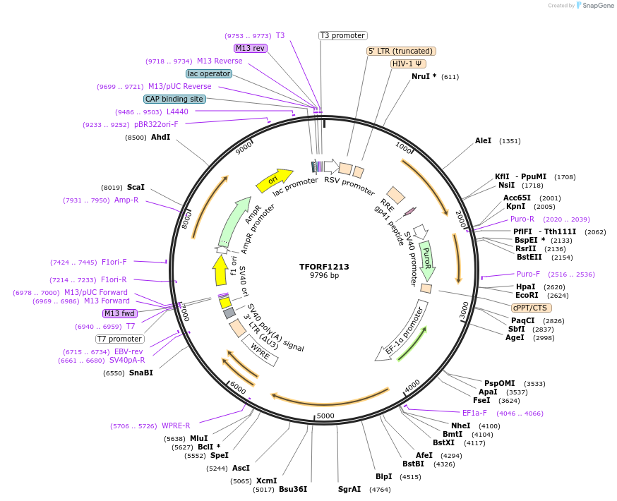 144278-plasmid-map-sequence-id-404145