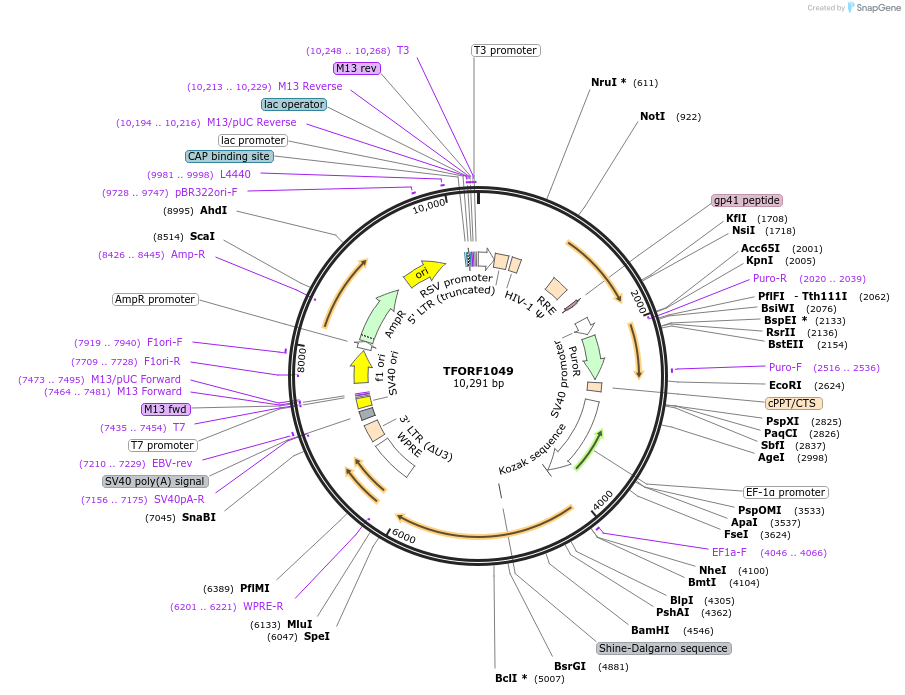 144271-plasmid-map-sequence-id-404149