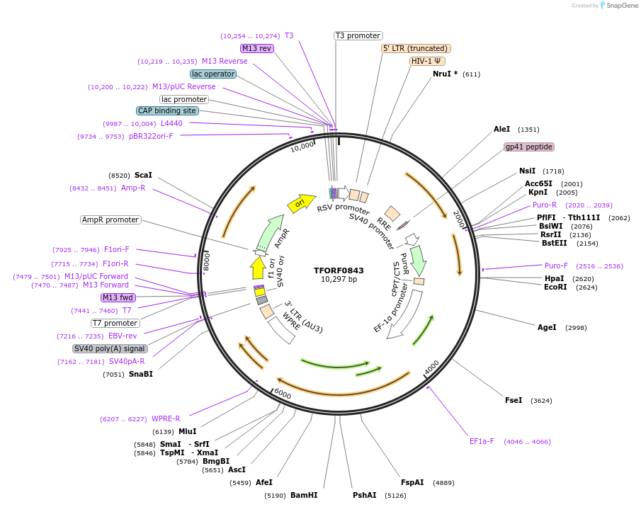 144265-plasmid-map-sequence-id-404150