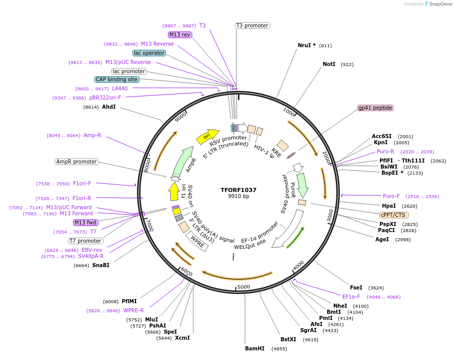 144269-plasmid-map-sequence-id-404154