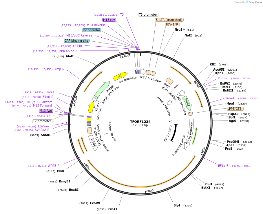 144281-plasmid-map-sequence-id-404157