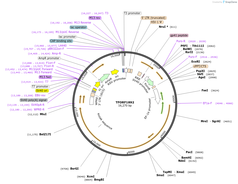144315-plasmid-map-sequence-id-404159