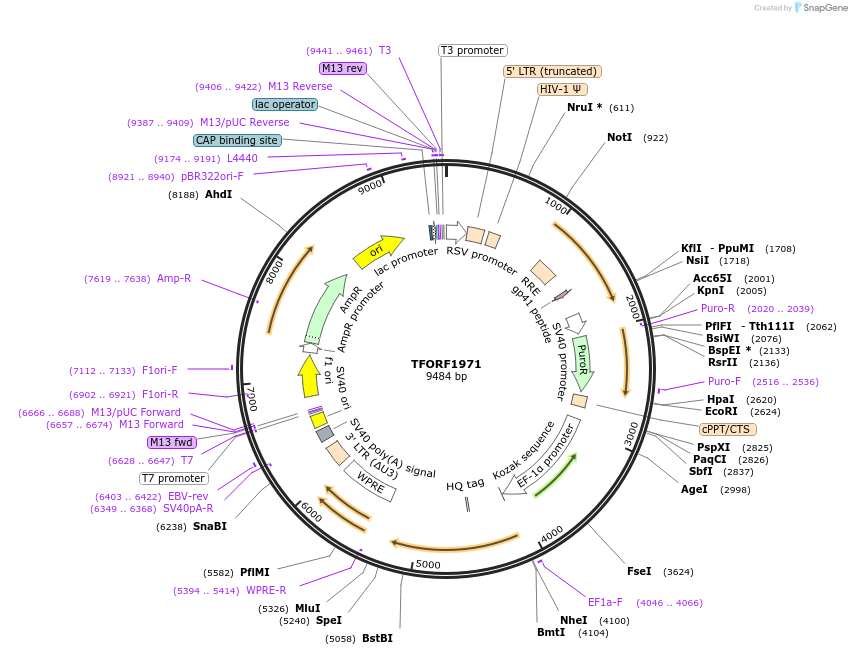 144318-plasmid-map-sequence-id-404164