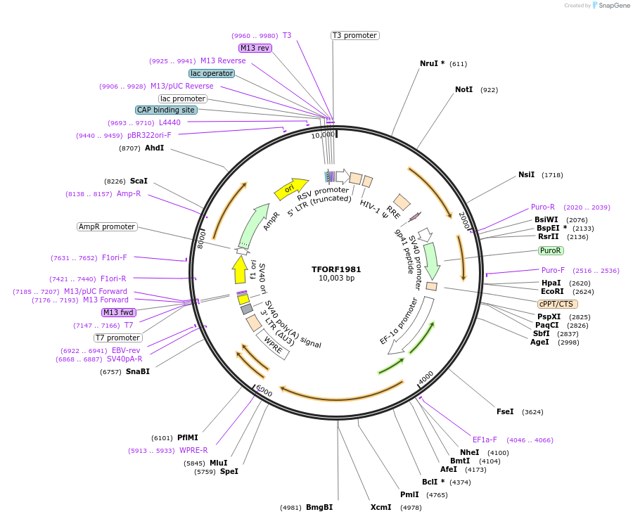 144320-plasmid-map-sequence-id-404169