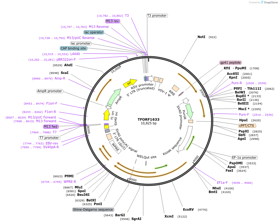144300-plasmid-map-sequence-id-404171