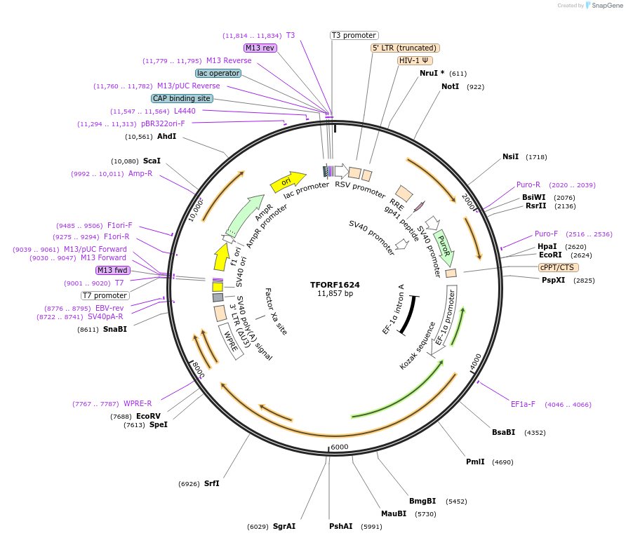 144297-plasmid-map-sequence-id-404172