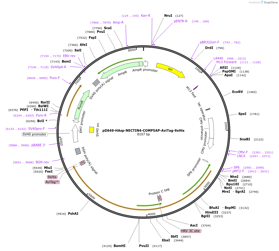 157319-plasmid-map-sequence-id-404173