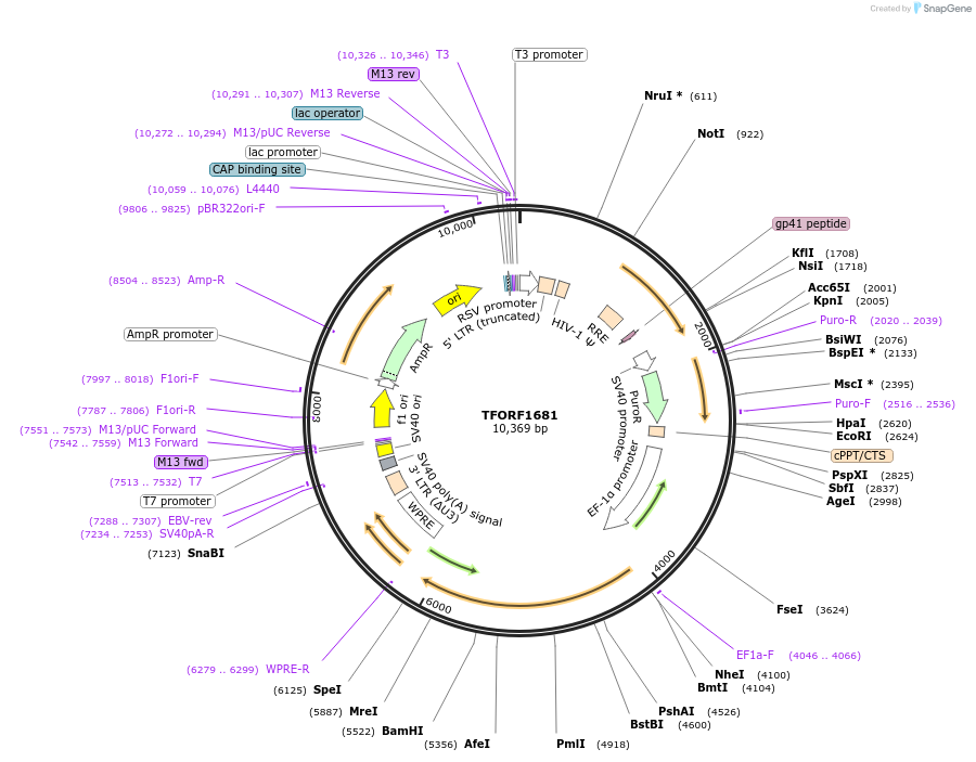 144303-plasmid-map-sequence-id-404174