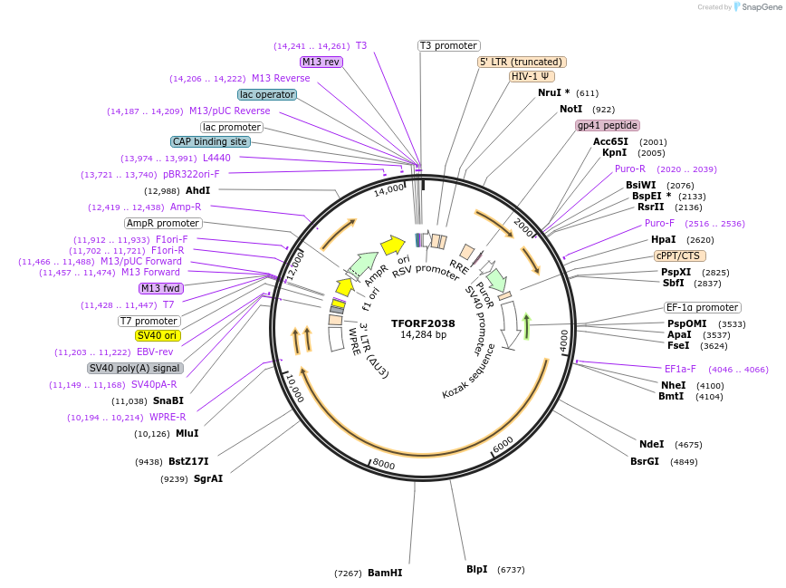 144327-plasmid-map-sequence-id-404177
