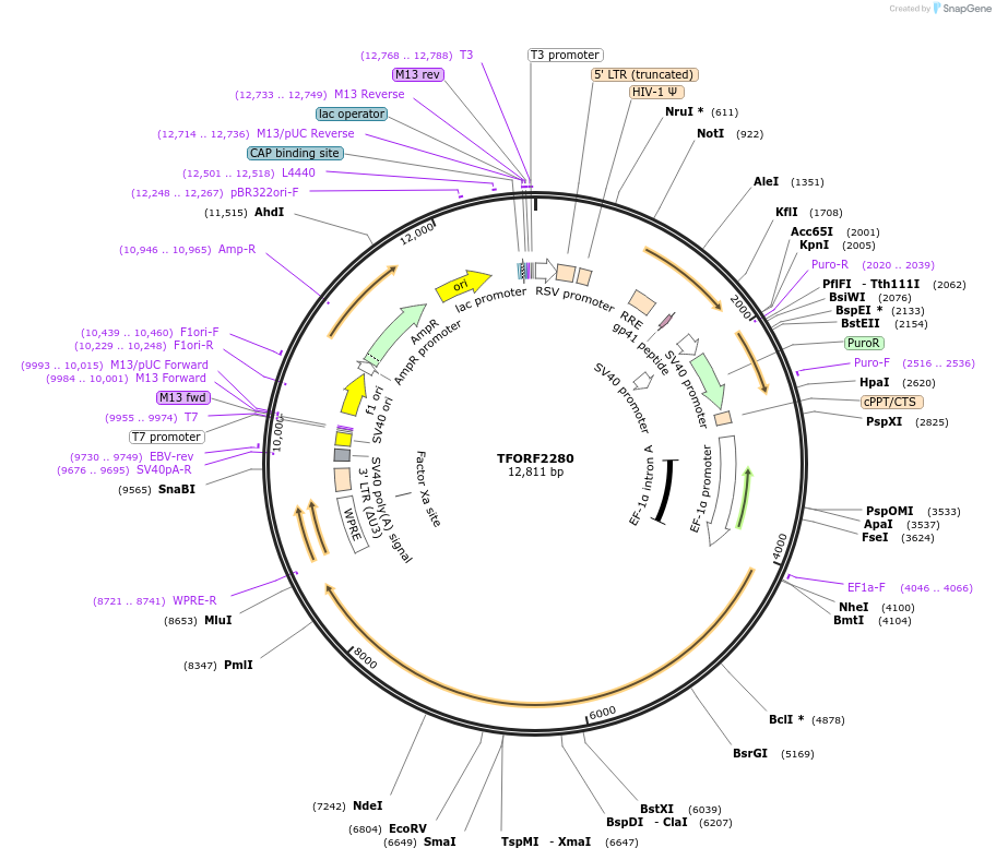 144332-plasmid-map-sequence-id-404178