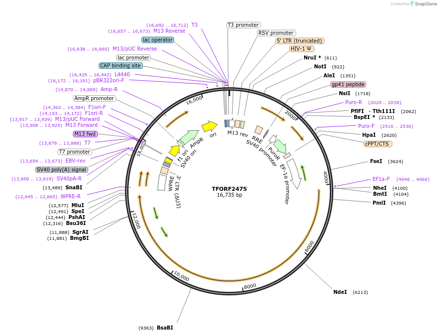 144337-plasmid-map-sequence-id-404182