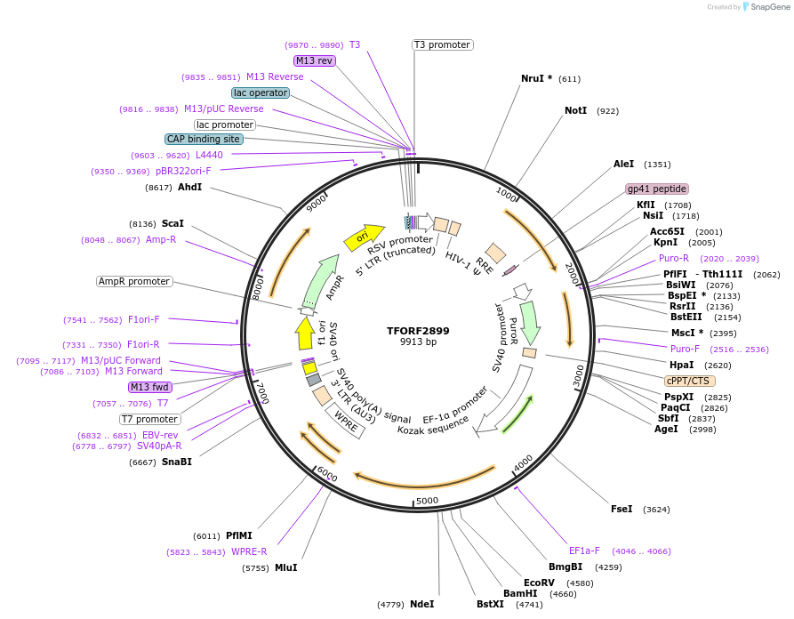 144356-plasmid-map-sequence-id-404190