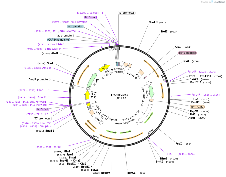 144328-plasmid-map-sequence-id-404194