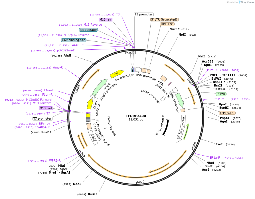 144335-plasmid-map-sequence-id-404199