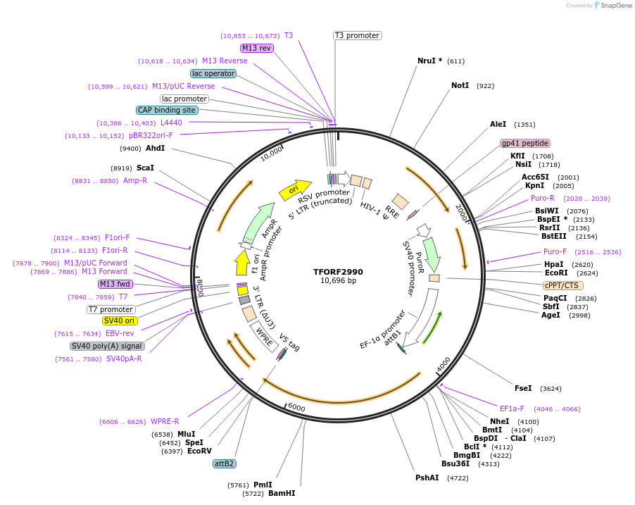 144466-plasmid-map-sequence-id-404205