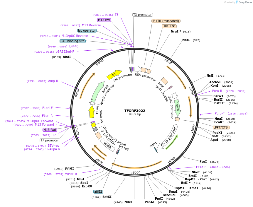 144498-plasmid-map-sequence-id-404207