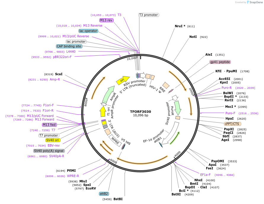 144506-plasmid-map-sequence-id-404209