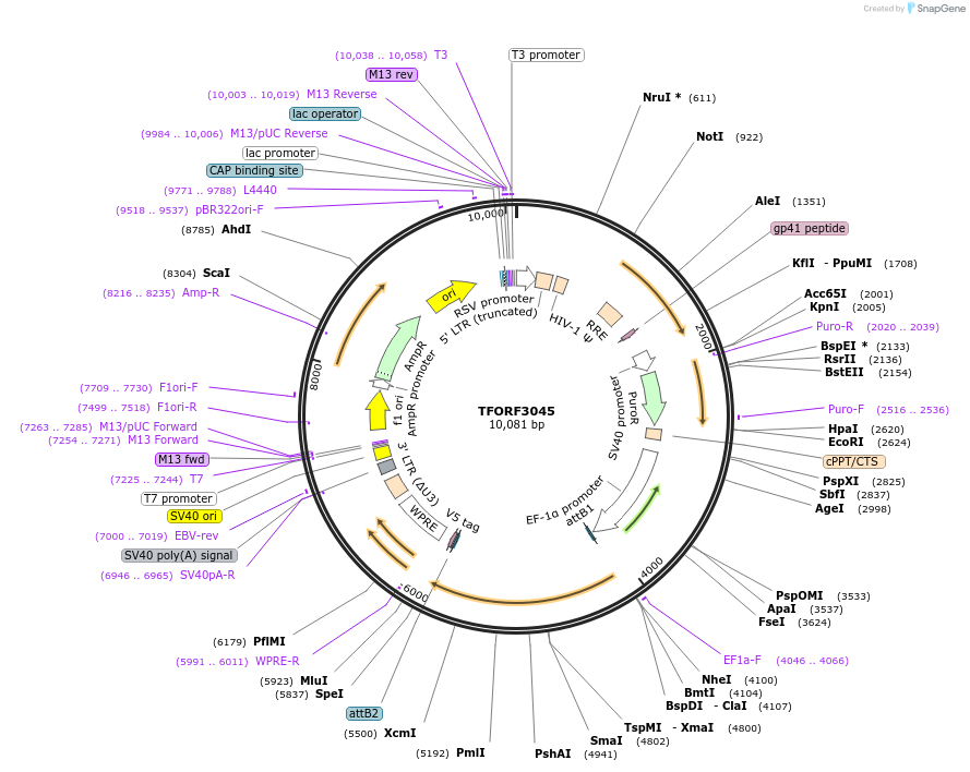 144521-plasmid-map-sequence-id-404211