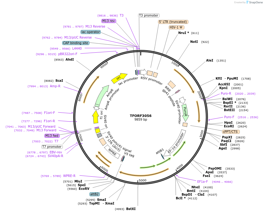 144532-plasmid-map-sequence-id-404212