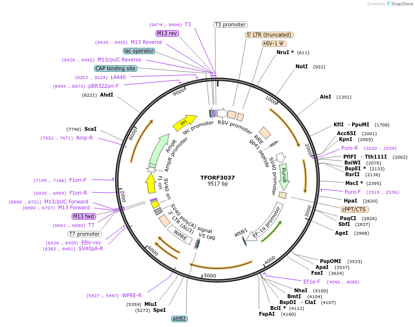 144513-plasmid-map-sequence-id-404213
