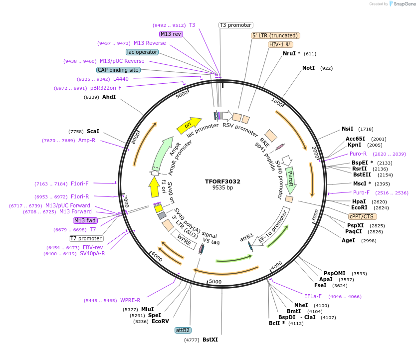 144508-plasmid-map-sequence-id-404223