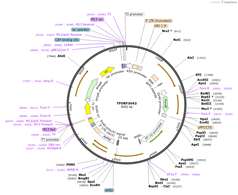 144518-plasmid-map-sequence-id-404232