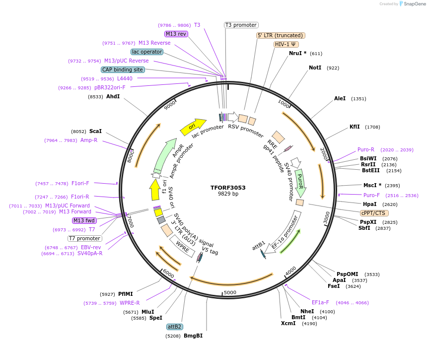 144529-plasmid-map-sequence-id-404234
