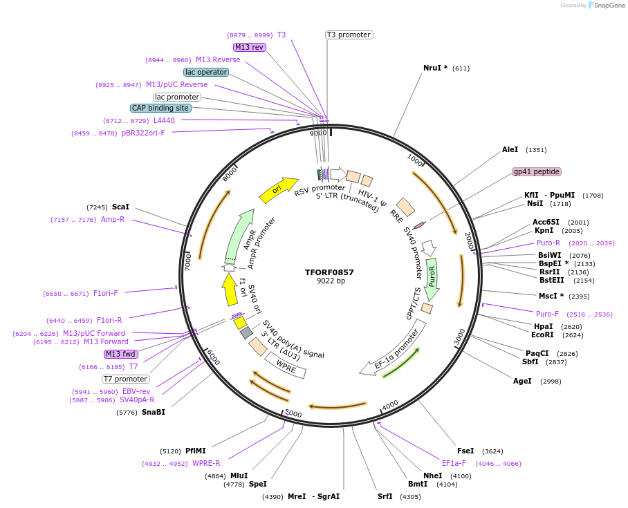 141737-plasmid-map-sequence-id-404237