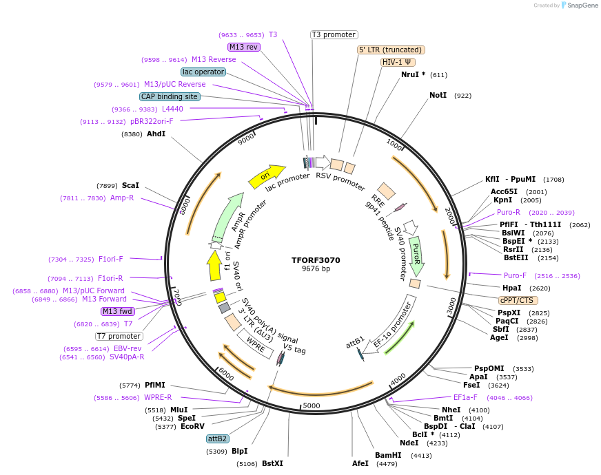 144546-plasmid-map-sequence-id-404238
