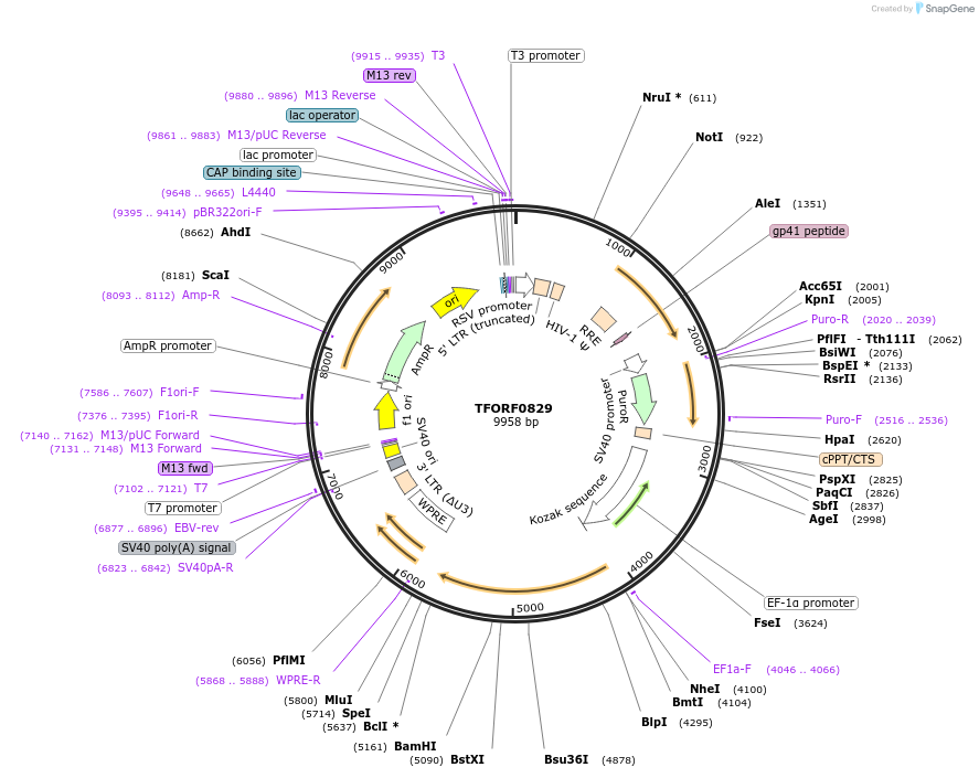 141723-plasmid-map-sequence-id-404242