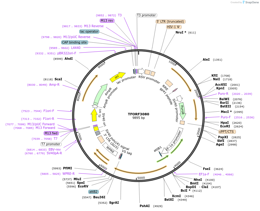 144556-plasmid-map-sequence-id-404244