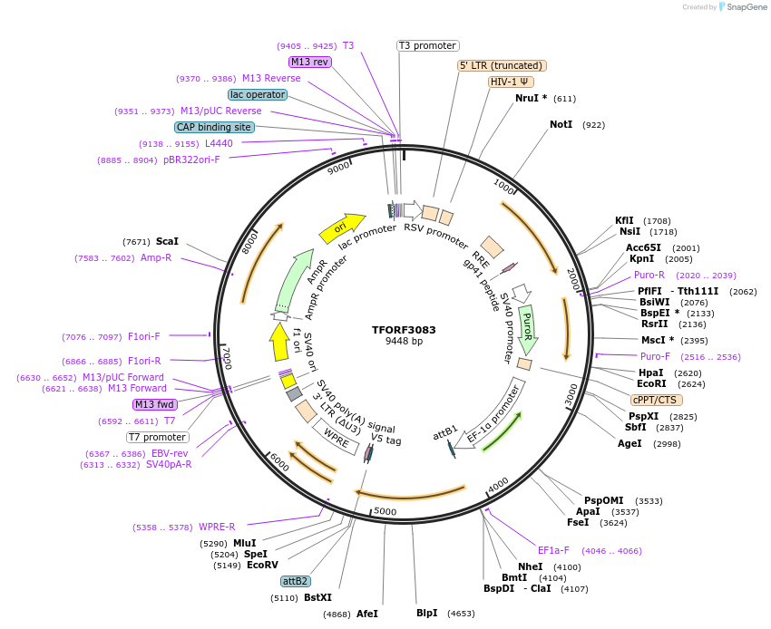 144559-plasmid-map-sequence-id-404246